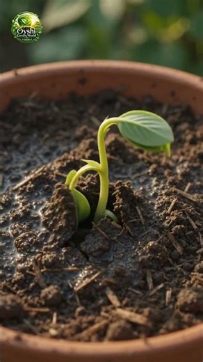 How to Grow Raspberry Plant in a Pot! 🍓🌱 #gardening