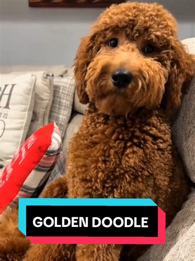 Golden Doodle: The Adorable Doodle Dog Breed
