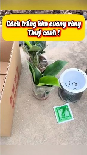 How to Grow Golden Diamond Plants Using Hydroponics | Secret to Fast Rooting – Healthy, Shiny Lea...