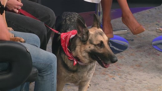 Finding homes for German shepherds: Front Range German Shepherd Rescue