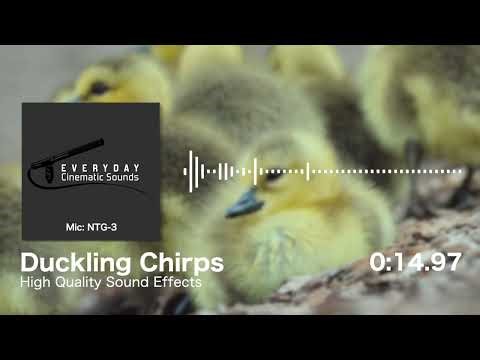 Duckling Chirps | HQ Sound Effects