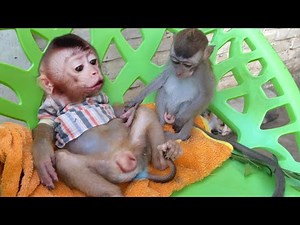 "Cheeky Baby Dan Tricks LiBi into Playing – Cutest Monkey Duo!"