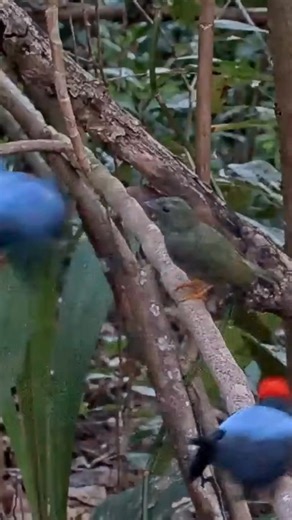 Do your New Year’s Eve plans involve dancing like a Lance-tailed Manakin—or settling in for a quiet roost? However you’re spending the night, make time to enjoy five minutes of the best Bird Cams highlights from 2025: https://www.allaboutbirds.org/cams/the-best-of-bird-cams-in-2025/ | Bird Cams