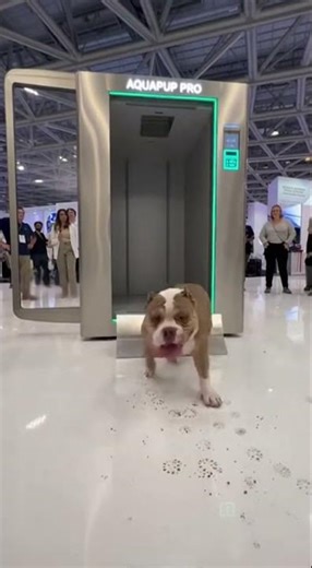 2026 Dubai’s Newest AI Pets Wash Robot Will Clean Faster Than Ever #AI #Robot #Dubai
