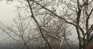 Montana ash trees could be threatened by invasive insect species