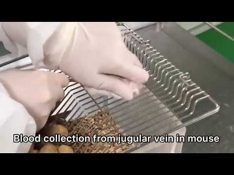 Mouse 경정맥 채혈(Blood collection from jugular vein in mouse)