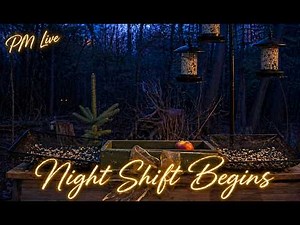 Buffet Feeder LIVE PM 🌙 Calm Night Wildlife • Deer, Squirrels & Surprise Visitors • April 28, 2026