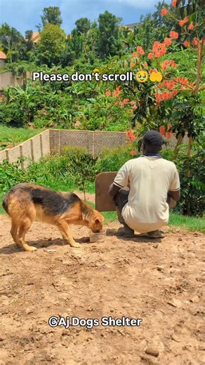9K views · 8.1K reactions | Help us feed stray animals in need. Every bit counts!  Share or donate — link in bio.  #SupportStrays | Jjemba Andrew | Facebook