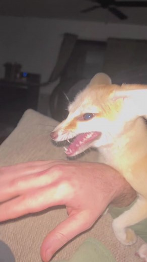 BeduTheFox on TikTok