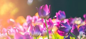 Planting Tulip Bulbs Step-By-Step | DoItYourself.com