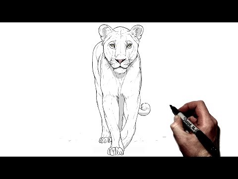 How To Draw A Lion | Step By Step |