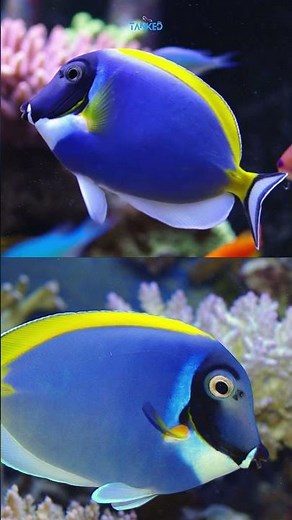 Powder Blue Tang – The Iconic Reef Jewel! 💎🐠| TANKED IND | @tanked_ind