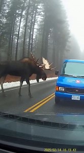 Dashboard cameras capture the craziest road incidents #dashcam #driving 🎬This video was produced by Network Media and Blue-X Studio | Simulated Reality