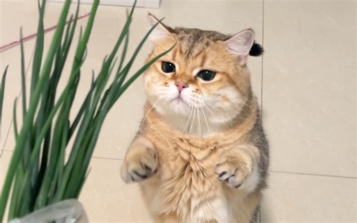 以为葱是猫草，哈哈哈急成霸王龙了