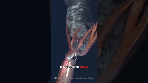 Imagine being attacked by a giant squid in the ocean