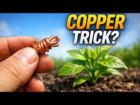 This Copper Trick Revives Dead Soil and Boosts Harvest!