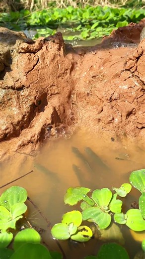 #relax #fish #nature #676