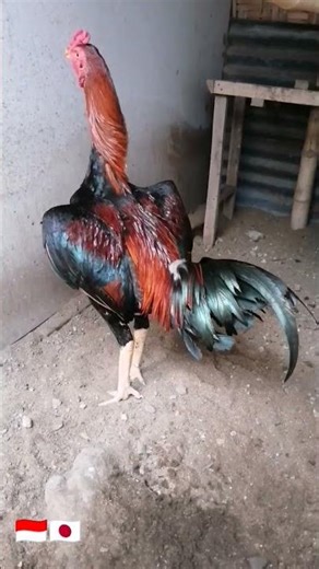 #javanesianbreeding #shorts