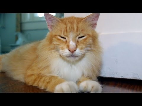 Why So Many Six-Toed Cats Live At The Hemingway House