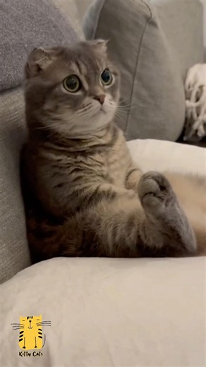 Funny Cat & Cute Kittens865😻 #shorts #kucing #kucinglucu #funny #pet #cat #foryou #viral #viralvideo