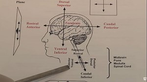 Orientation: The Planes of the Brain