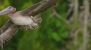 Close up of brown pelican flying in the sky