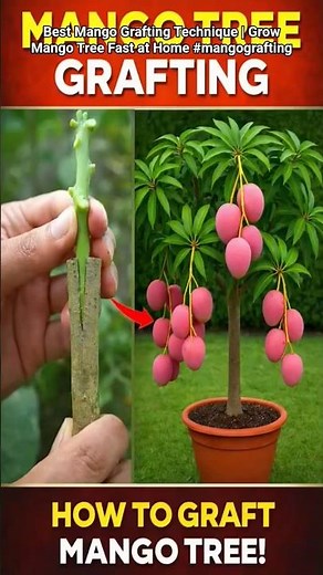 How to Graft a Mango Tree - Best Techniques for High Success!#mangografting