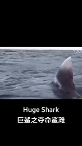 The man slipped and put himself into the shark's mouth! #巨鲨之夺命鲨滩 #hugeshark #优酷电影 #youkumovie | Youku Movie