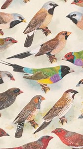 How many of these birds can you identify? These illustrations were painted by Lilian M Medland for the book Australian birds Vol. 2 by controversial amateur ornithologist Gregroy Mathews. Despite the book never making it to print, these complete artworks by Lilian are a stunning show of her artistic ability. Check out more by Lilian on our wbsite: https://brnw.ch/21wXrml | National Library of Australia
