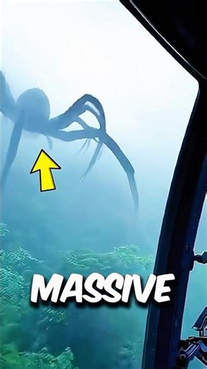 Top 5 Giant Bugs You Should NEVER Touch 😳🐛 #Insects #Nature #Shorts