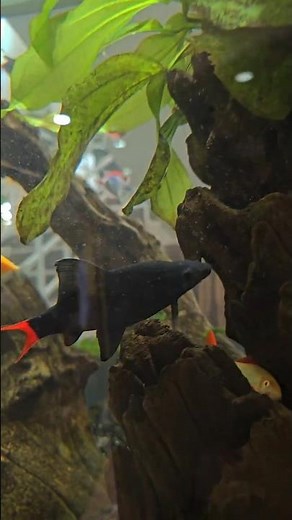 redtail sharkminnow
