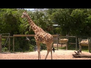 Giraffe's, Zebra's and Elephants's at Lowry Park Zoo