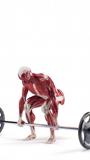 medical_animation on Instagram: "🏋️‍♂️ Perfecting the Deadlift: Anatomy in Motion 🏋️‍♂️ We’re thrilled to showcase our revised deadlift animation, created in collaboration with fitness expert Steve Theunissen. This detailed visualization highlights the key muscles at work during one of the most fundamental strength exercises: 🔹 Key Muscles Engaged: Gluteus Maximus: Provides power for hip extension. Hamstrings: Control knee flexion and support hip movement. Quadriceps: Assist in lifting and st