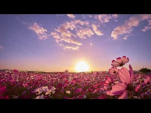 Flowers Free to Use No Copyright Video | Sky Copyright Free Videos | Free Stock Video | Free Footage