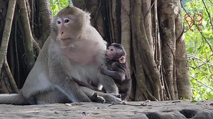 94 reactions · 3 comments | Monkey Dailylife of cute baby monkey newborn | Monkey Helping | Facebook