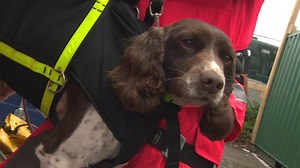 How to train a search and rescue dog