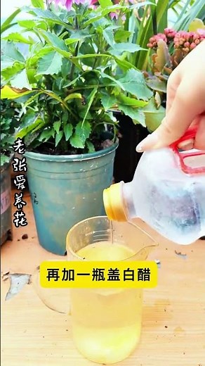 Homemade Rooting Agent: The Ultimate Guide to Growing Flower Plants