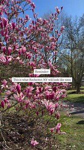 Feeling the spring vibes in the air this morning. 🌺🌞 They don’t call Rochester, NY the Flower City for nothing, and we’re feeling giddy just thinking about the beautiful blooms right on the horizon. Less than 2 weeks until spring is officially here! (But who’s counting?) #visitroc #rochesterny #explorerochester #greaterroc #thisisroc #ispyny | Visit Rochester