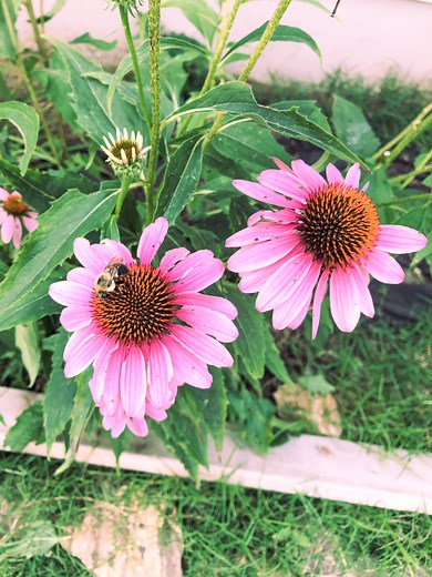 How To Make Echinacea Tincture from the Fresh Plant