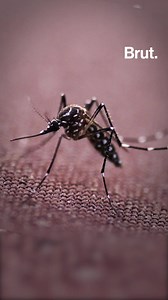 337K views · 2.4K reactions | 遺伝子組み換えされた75億匹の蚊を自然界に放す。その目的は、感染症を媒介する蚊を絶滅させること。2021年から米・フロリダ州で予定されている実験に、環境保護団体は「ジュラシックバークまがいの実験」と非難の声を上げている。 | Brut Japan | Facebook