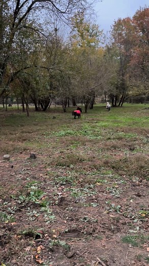 20 reactions · 4 comments | That moment when the energy just explodes  #Zoomies #FireflyFarm | FireFly Farm | Facebook