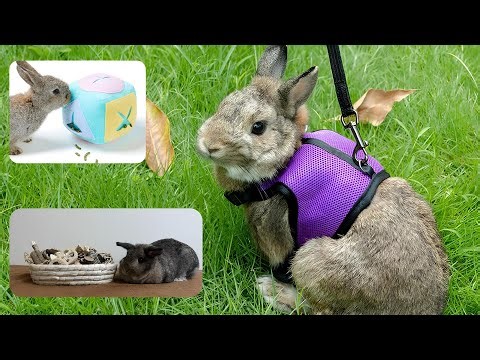 Bunny Happiness 101 Comforts Every Rabbit Deserves!