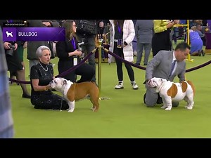 Bulldogs | Breed Judging 2025