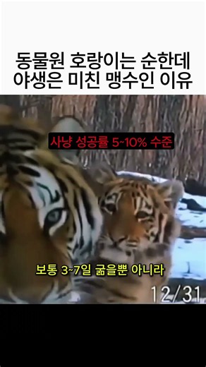 동물원 호랑이 vs 야생 호랑이 결정적 차이나는 이유! 🐅