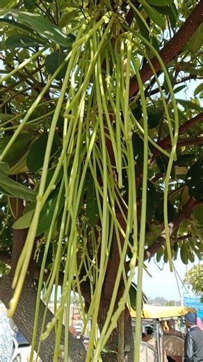 Nature's Gift 🌲 Beautiful Alstonia Scholaries Tree#garden #shorts #nature