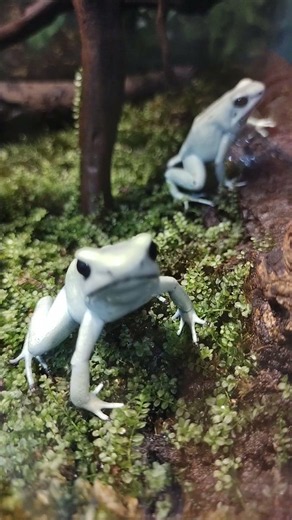 【2026.3.5】毒展 ~毒のどくとくな使い方~ モウドクフキヤガエルちゃん♡