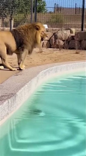 Paw, Splash, Panic A Lion’s Not So Brave Pool Test