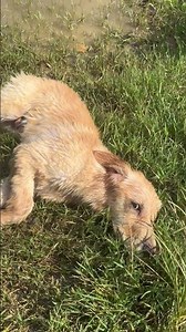 鍋巴爲調料店慘死金毛髮聲，請善待每個生命