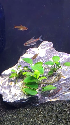 Glowlight Tetras relaxing