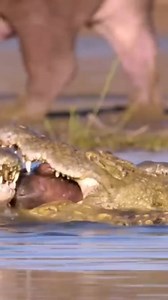 The hunts of lions 🤔 | Nature Of Worlds